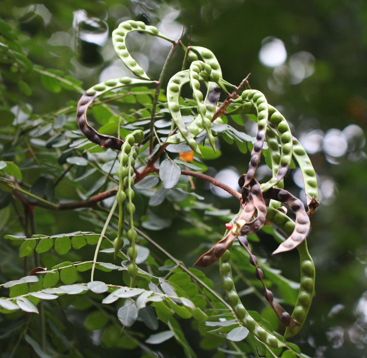 Adenanthera pavonina L.